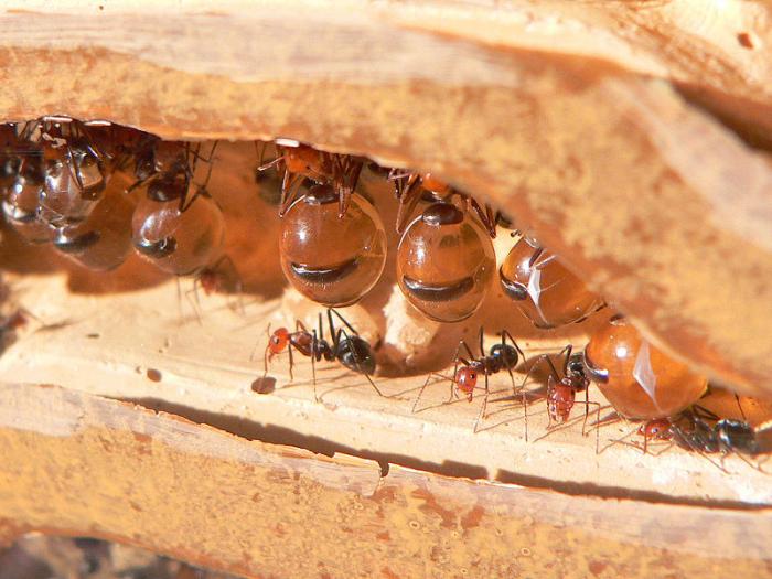 Myrmecocystus mimicus